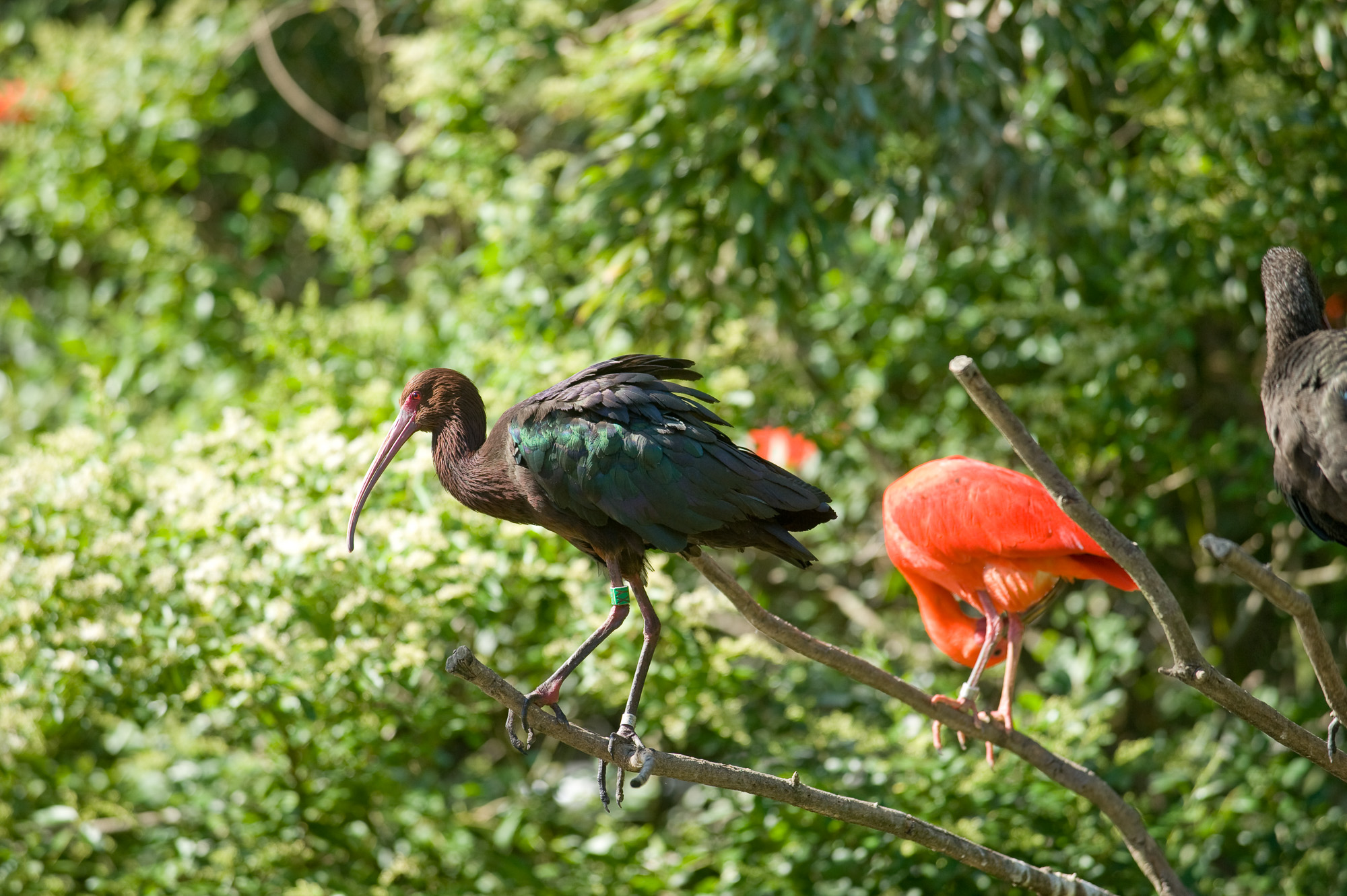 Villars-Les-Dombes. Le Parc des oiseaux.