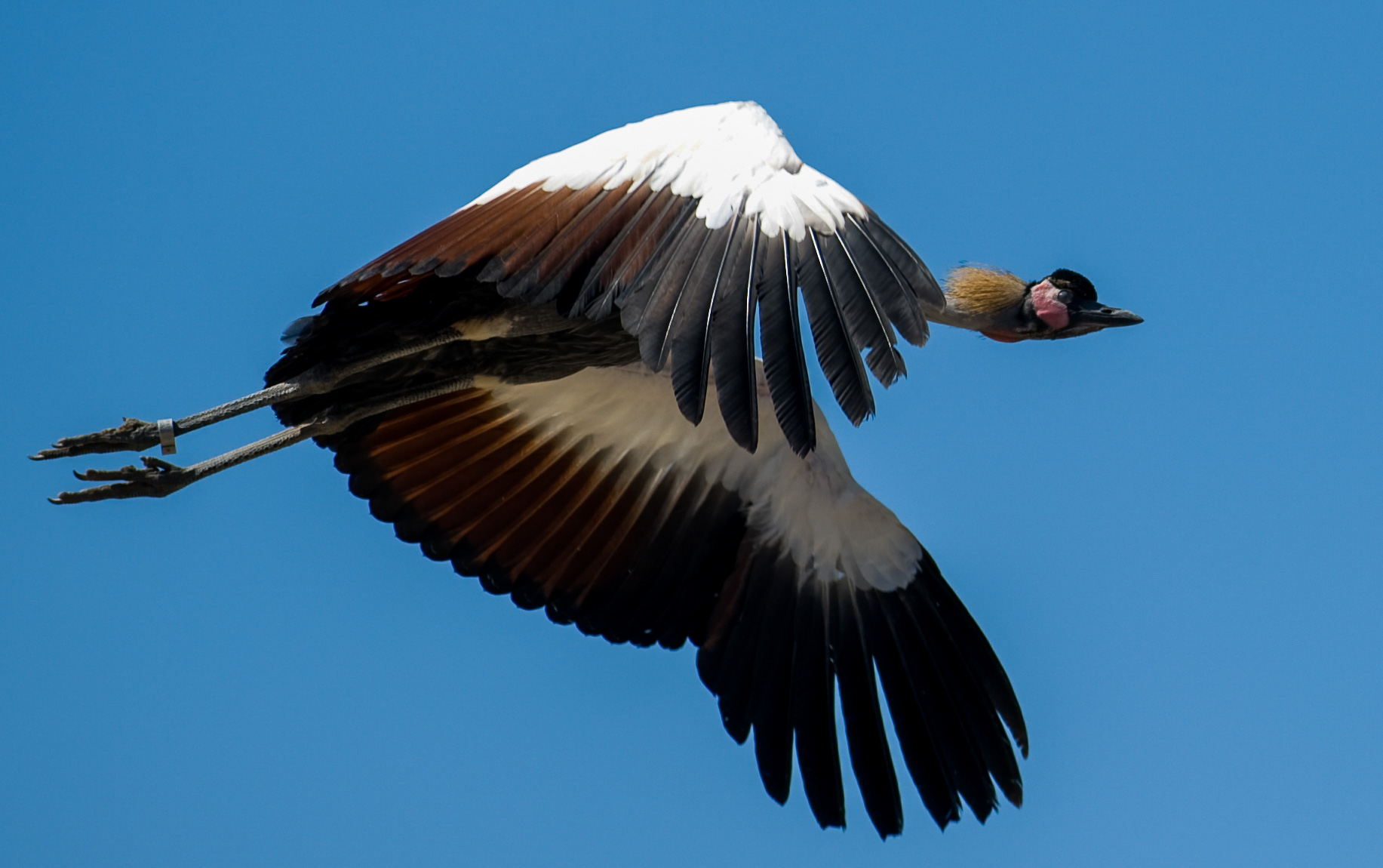 Villars-Les-Dombes. Le Parc des oiseaux.