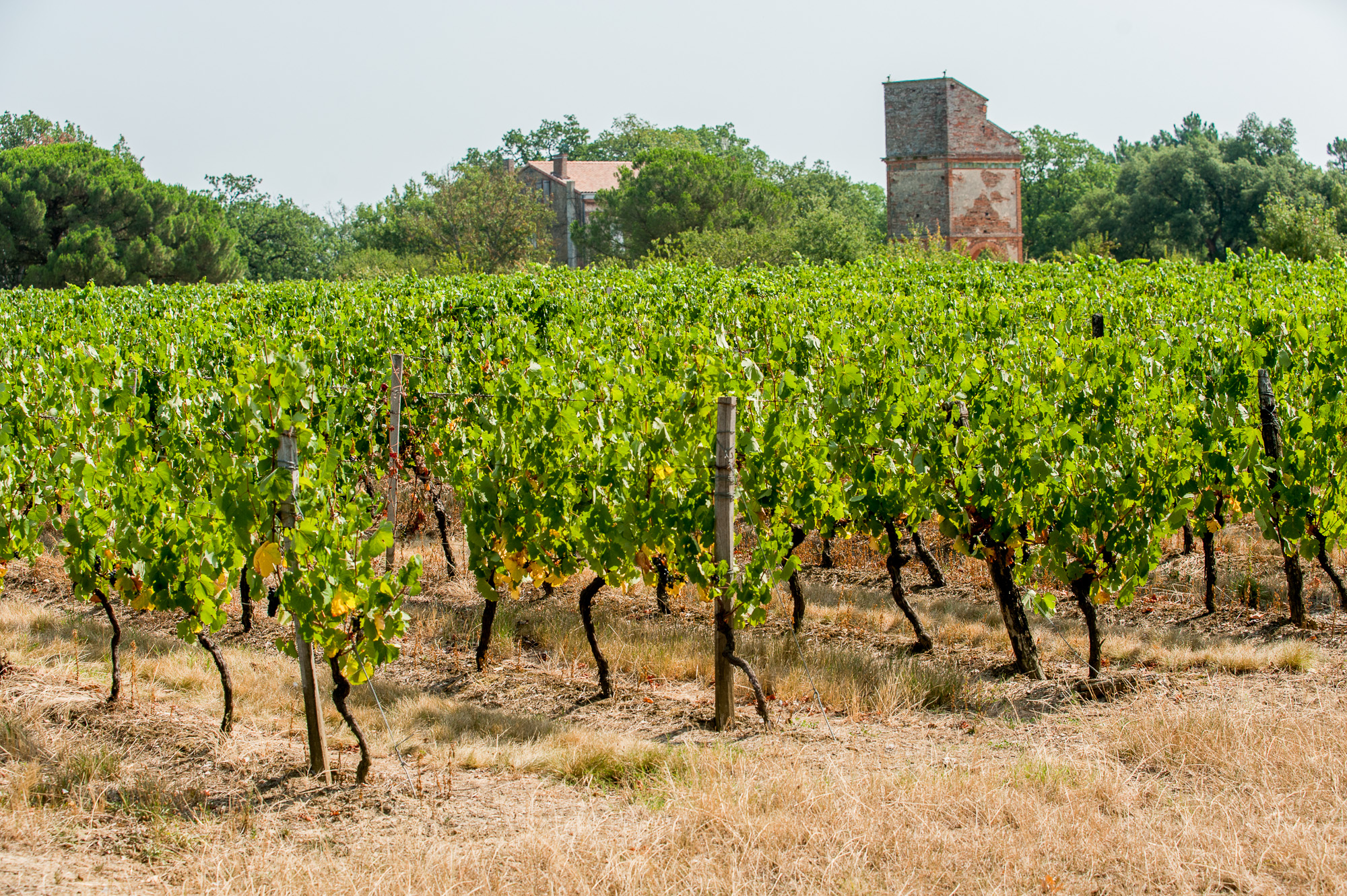 Château Caze. les vignes de cépage Négrette.