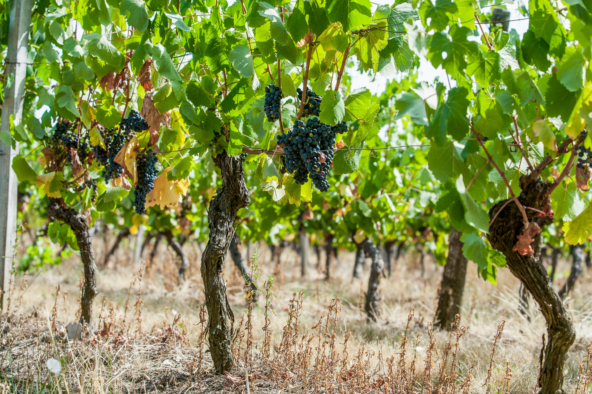 Château Caze. les vignes de cépage Négrette.