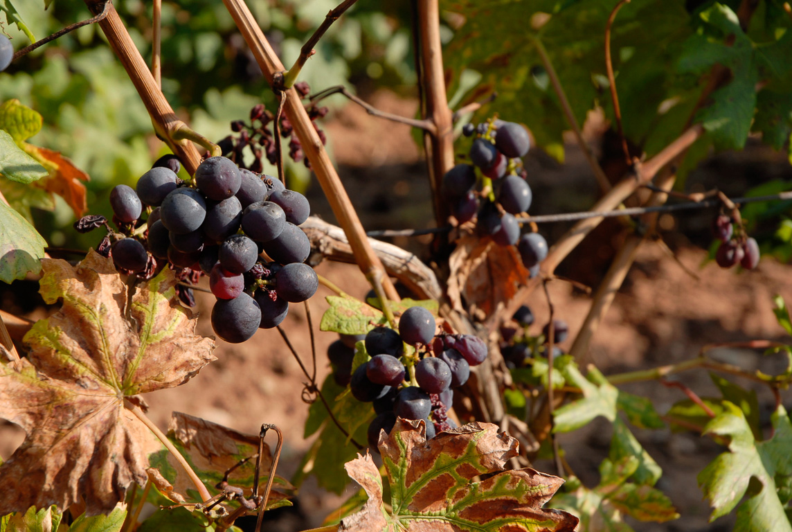 Le vignoble