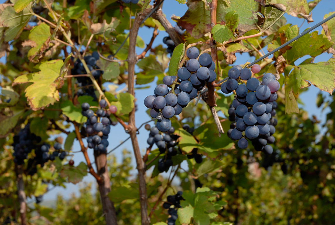 Arbois vigne de l'Horloge