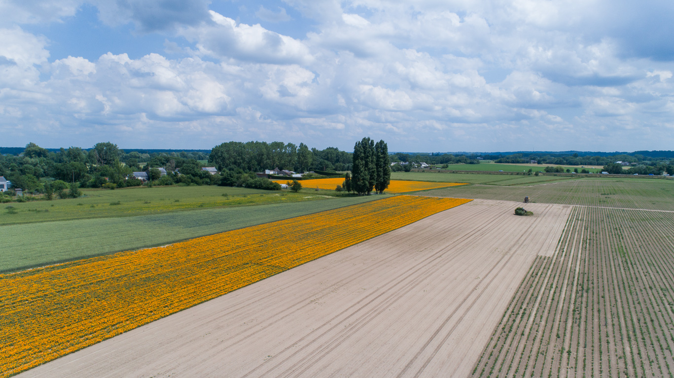 Chalonne-sur-Loire. Cultures de fleurs dans l'Île de Chalonne.