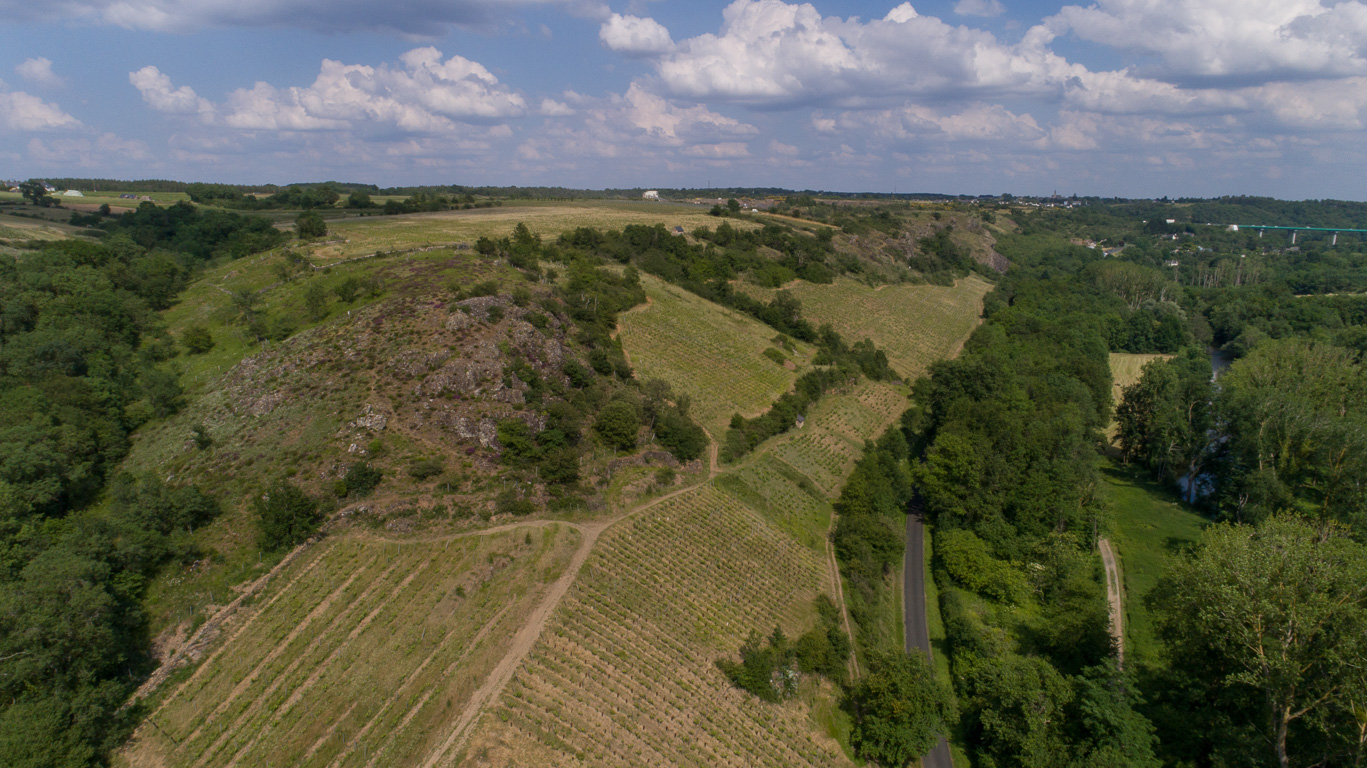 Beaulieu-sur-Layon. Domaine Belargus (Côteaux-du-Layon). Parcelle pentue au Pont-Barré .