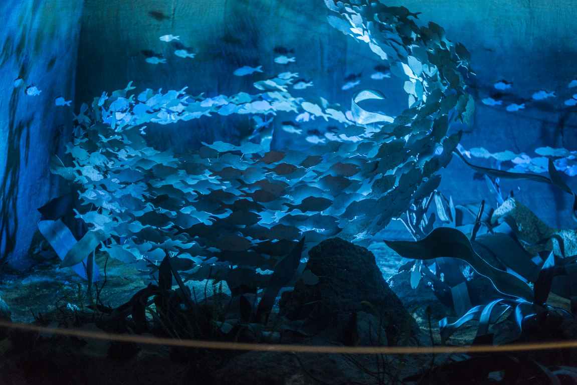 Doué en Anjou. . Site des Perrières, Le mystère des faluns ; théâtre marin.