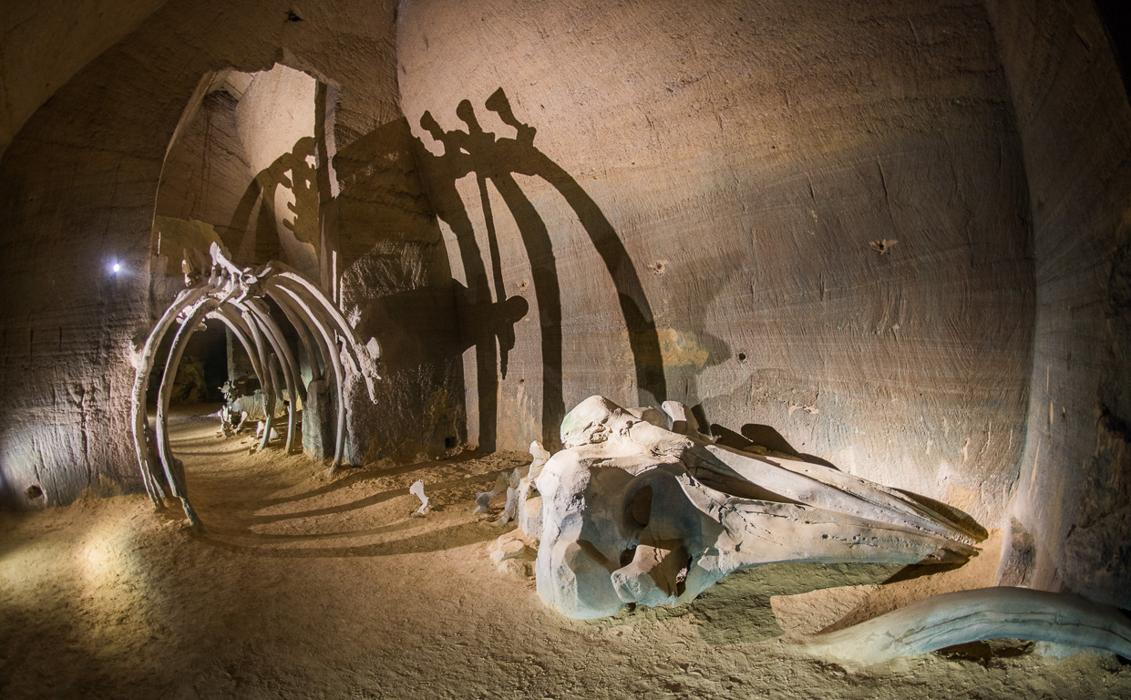 Doué en Anjou. . Site des Perrières, Le mystère des faluns. Squelette de baleine reconstituée en résine et plâtre.