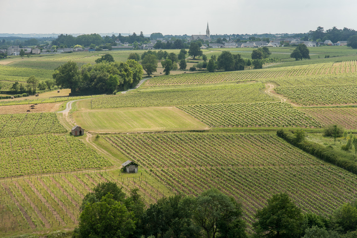 Saint-Lambert du Lattay, vues sur le vignoble des Côteaux-du-Layon.