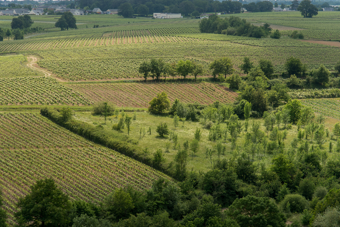 Saint-Lambert du Lattay, vues sur le vignoble des Côteaux-du-Layon.