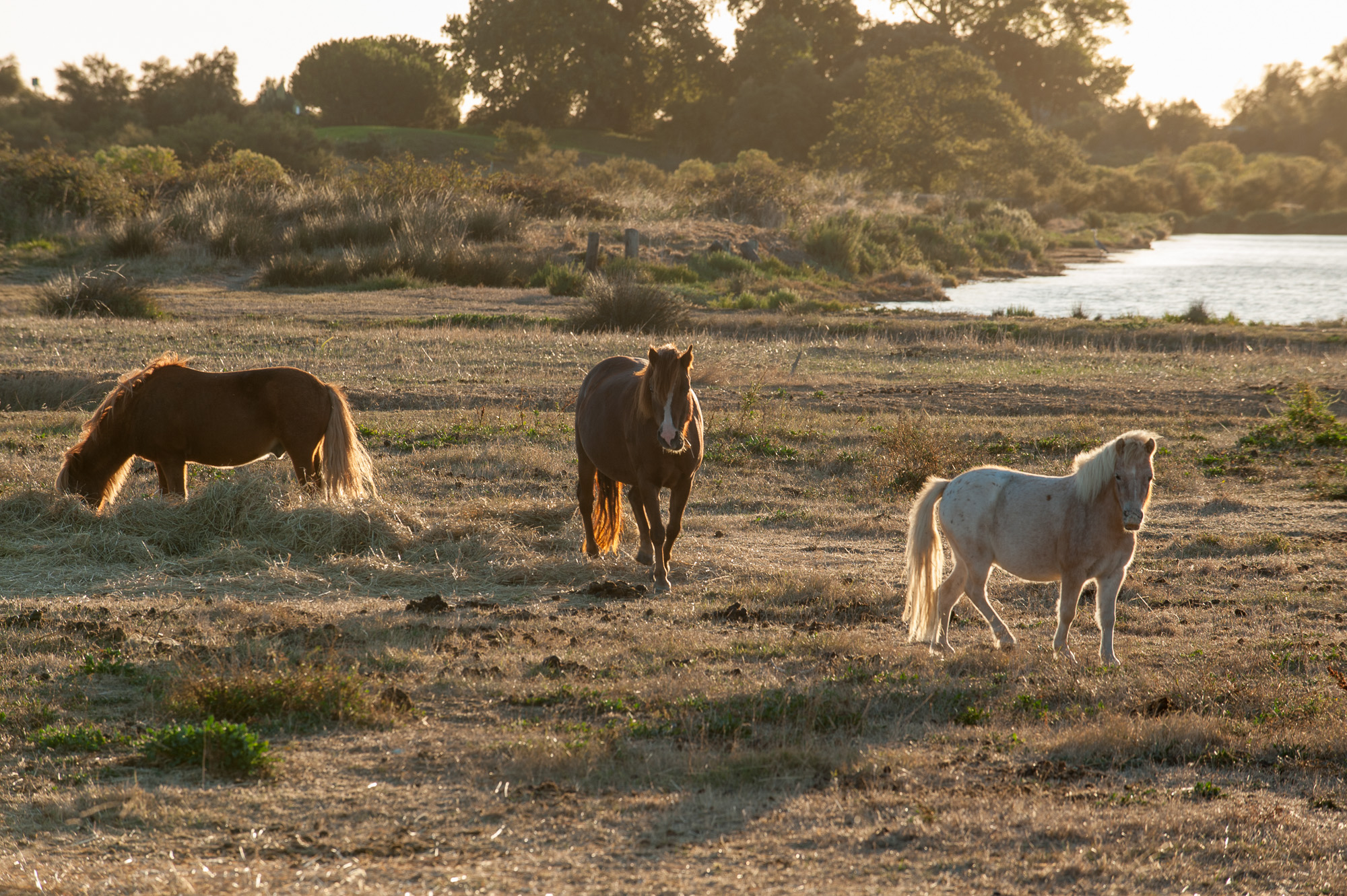 La vieille Perrotine, Centre de vacances du CAES-CNRS. Les chevaux du Club d'équitation.