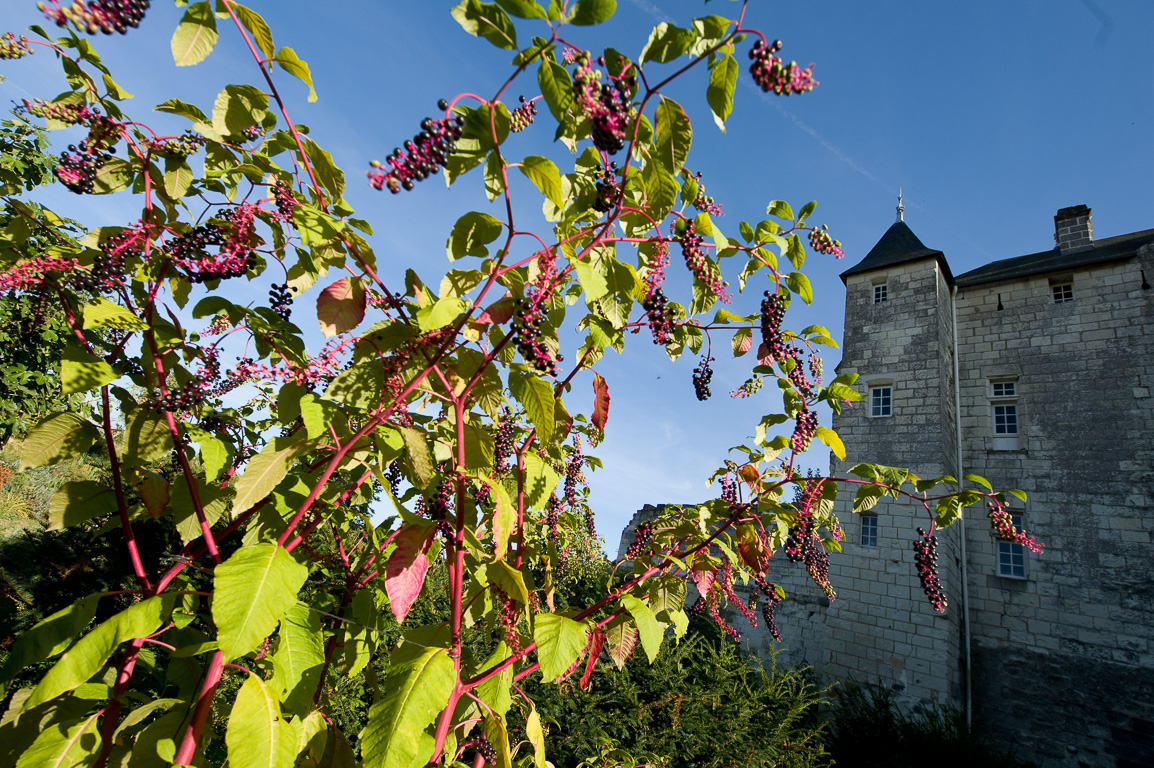 86230 Usseau, le Château de la Motte XVeme siecle. Raisin d'Améérique.