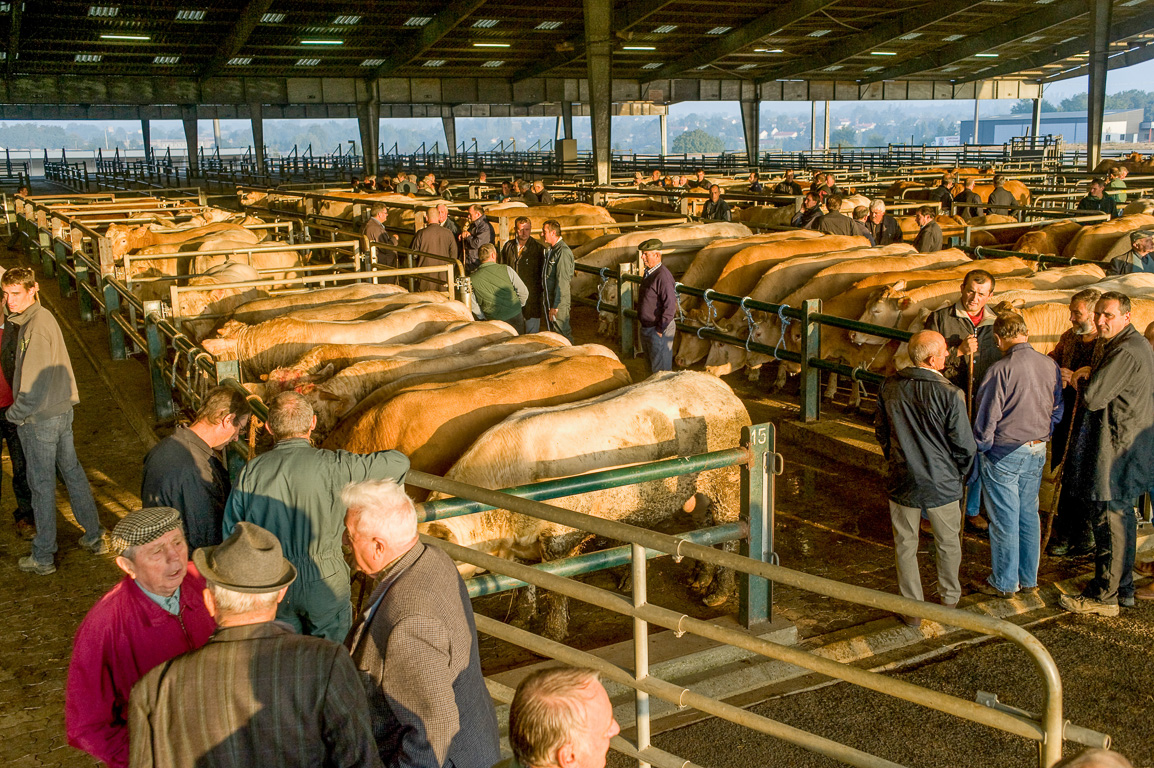 Tous les mercredi, ici a lieu l'un des plus grands marchés aux bestiaux français. Les vaches sont de race parthenaise.