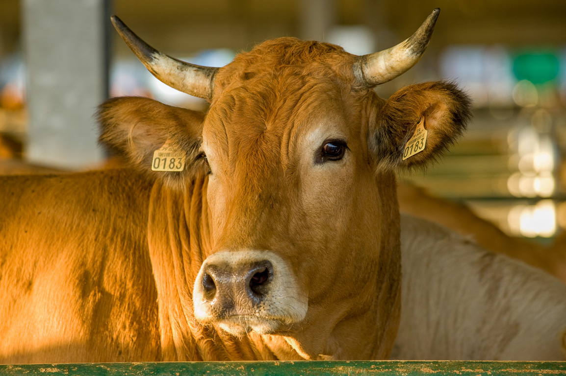 Tous les mercredi, ici a lieu l'un des plus grands marchés aux bestiaux français. Les vaches sont de race parthenaise.