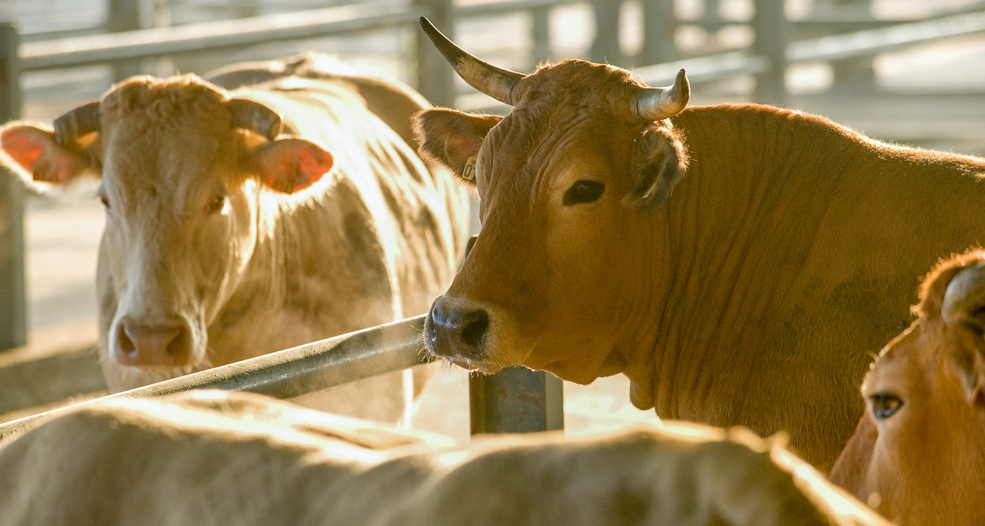 Tous les mercredi, ici a lieu l'un des plus grands marchés aux bestiaux français. Les vaches sont de race parthenaise.