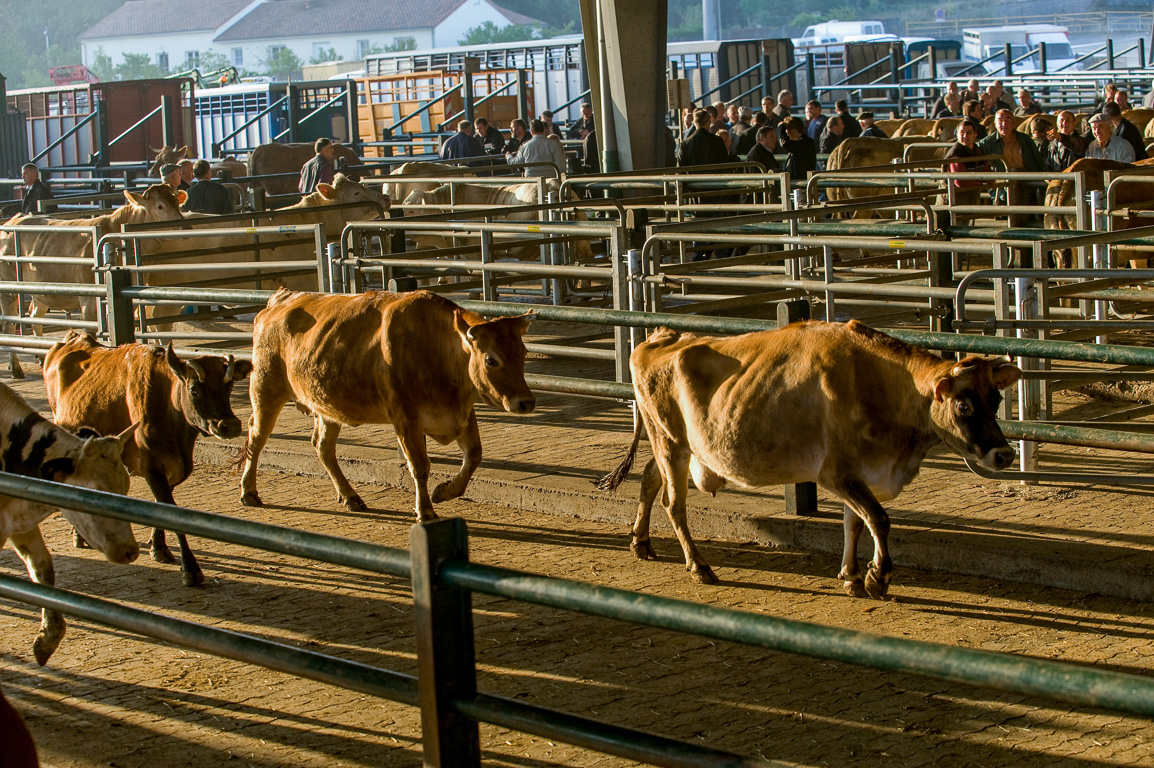 Tous les mercredi, ici a lieu l'un des plus grands marchés aux bestiaux français. Les vaches sont de race parthenaise.