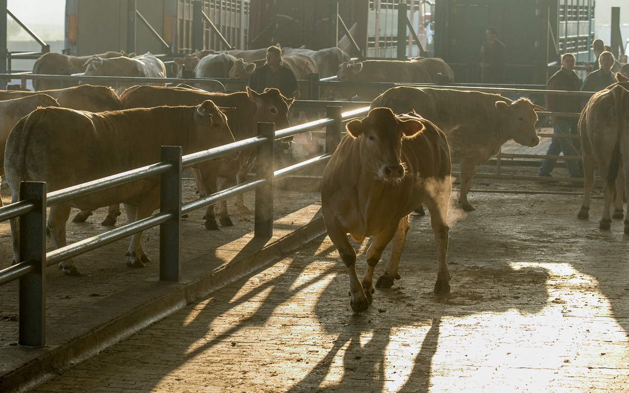 Tous les mercredi, ici a lieu l'un des plus grands marchés aux bestiaux français. Les vaches sont de race parthenaise.