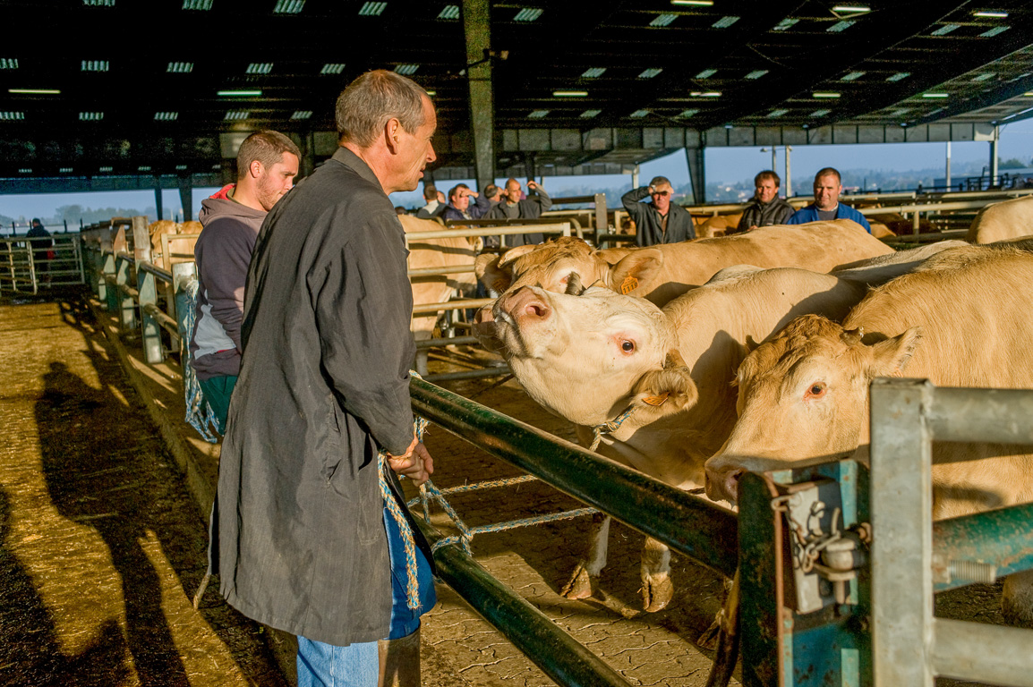 Tous les mercredi, ici a lieu l'un des plus grands marchés aux bestiaux français. Les vaches sont de race parthenaise.