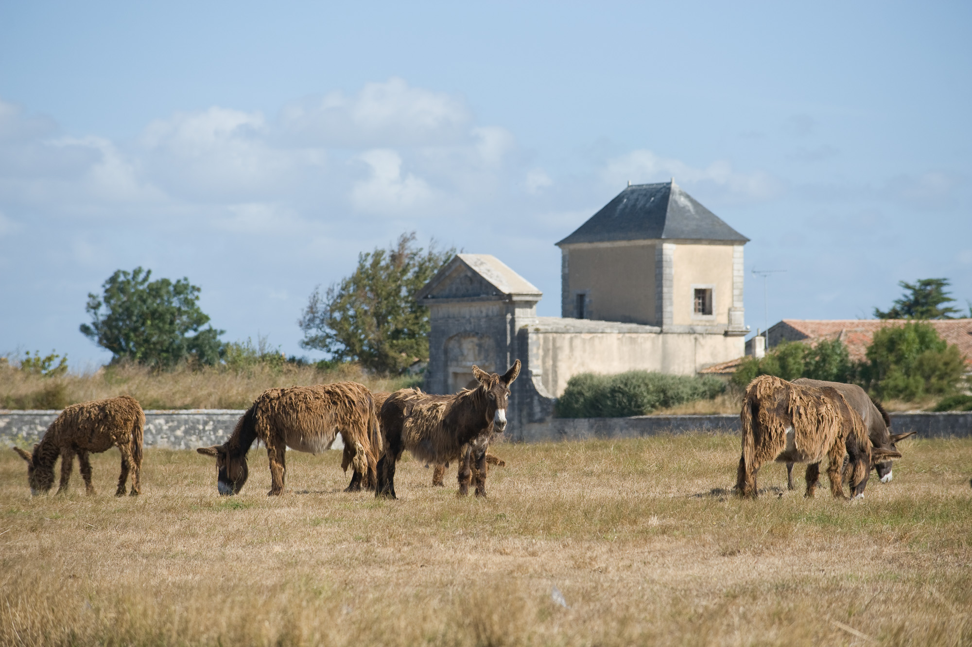 Saint-Martin en Ré. La citadelle Vauban.Baudets du Poitou.