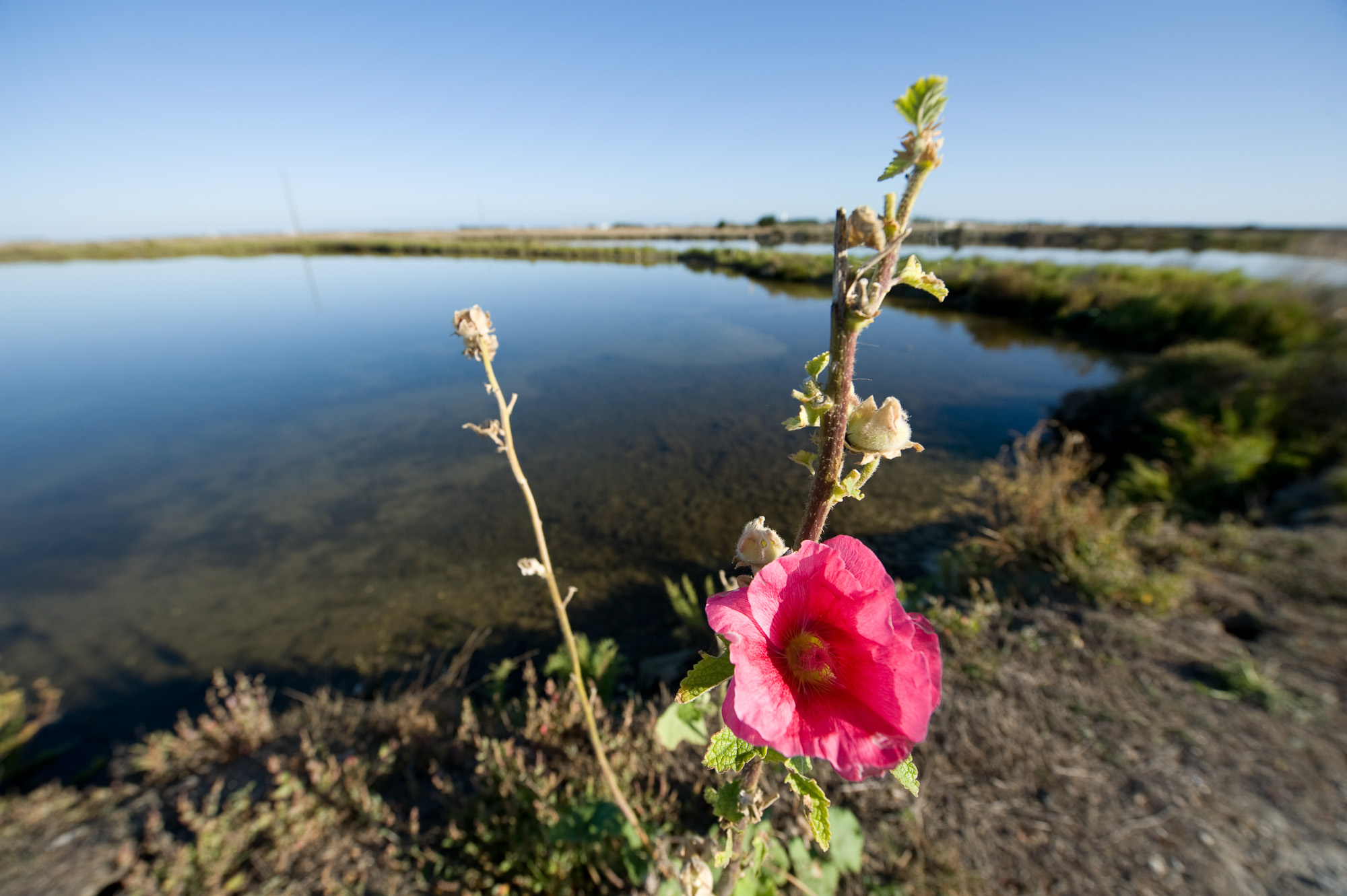 Marais vers Loix