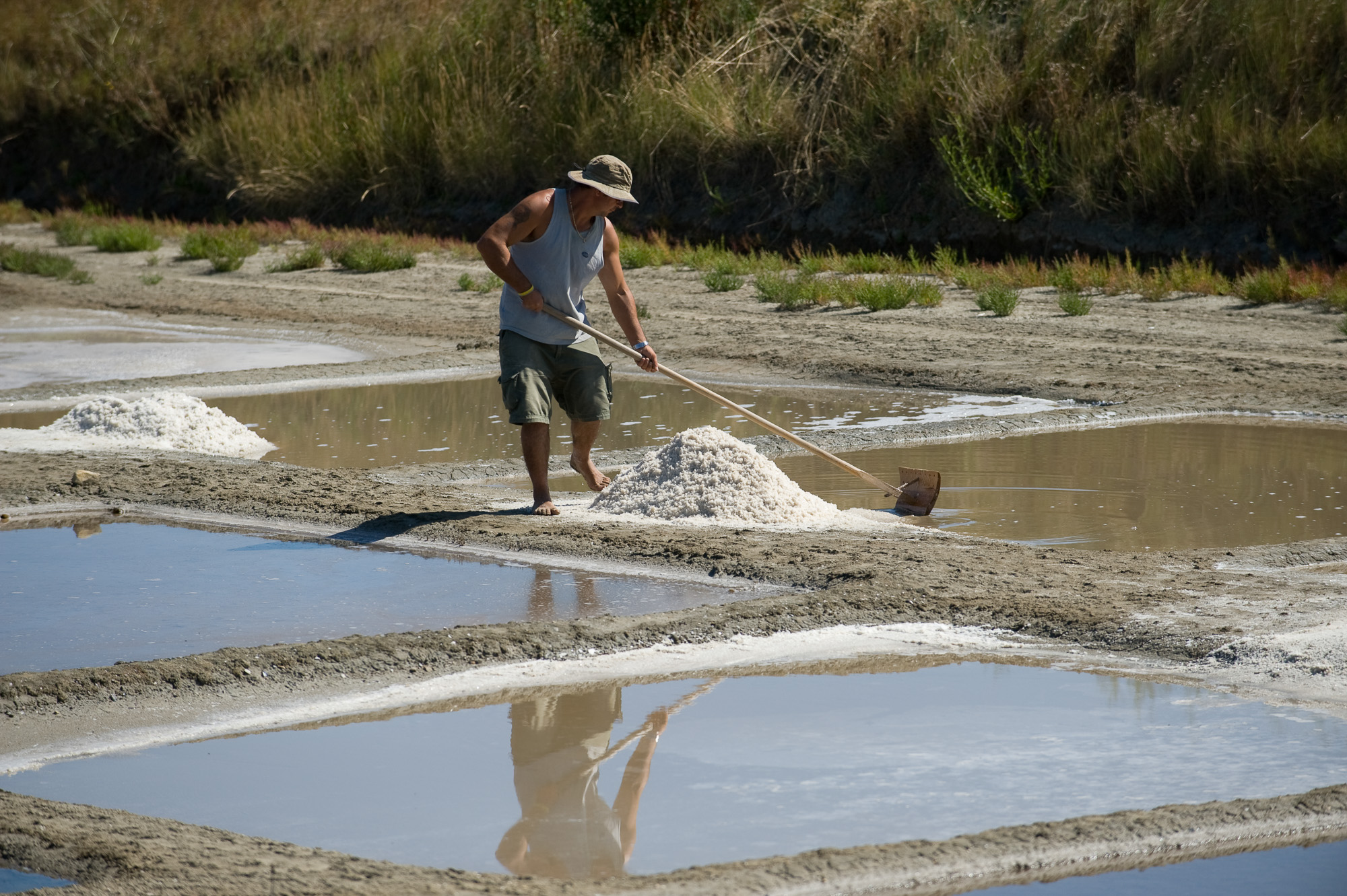 FRANCE CHARENTE POITOU  17590 ARS EN RÉ LE SAUNIER EDDY, DE LA SOCIÉTÉ LES SALICORNIERS SUR LE MARAIS DE LA PIERRE BLANCHE, RÉCOLTE LE SEL À L'AIDE DU SOUVRON