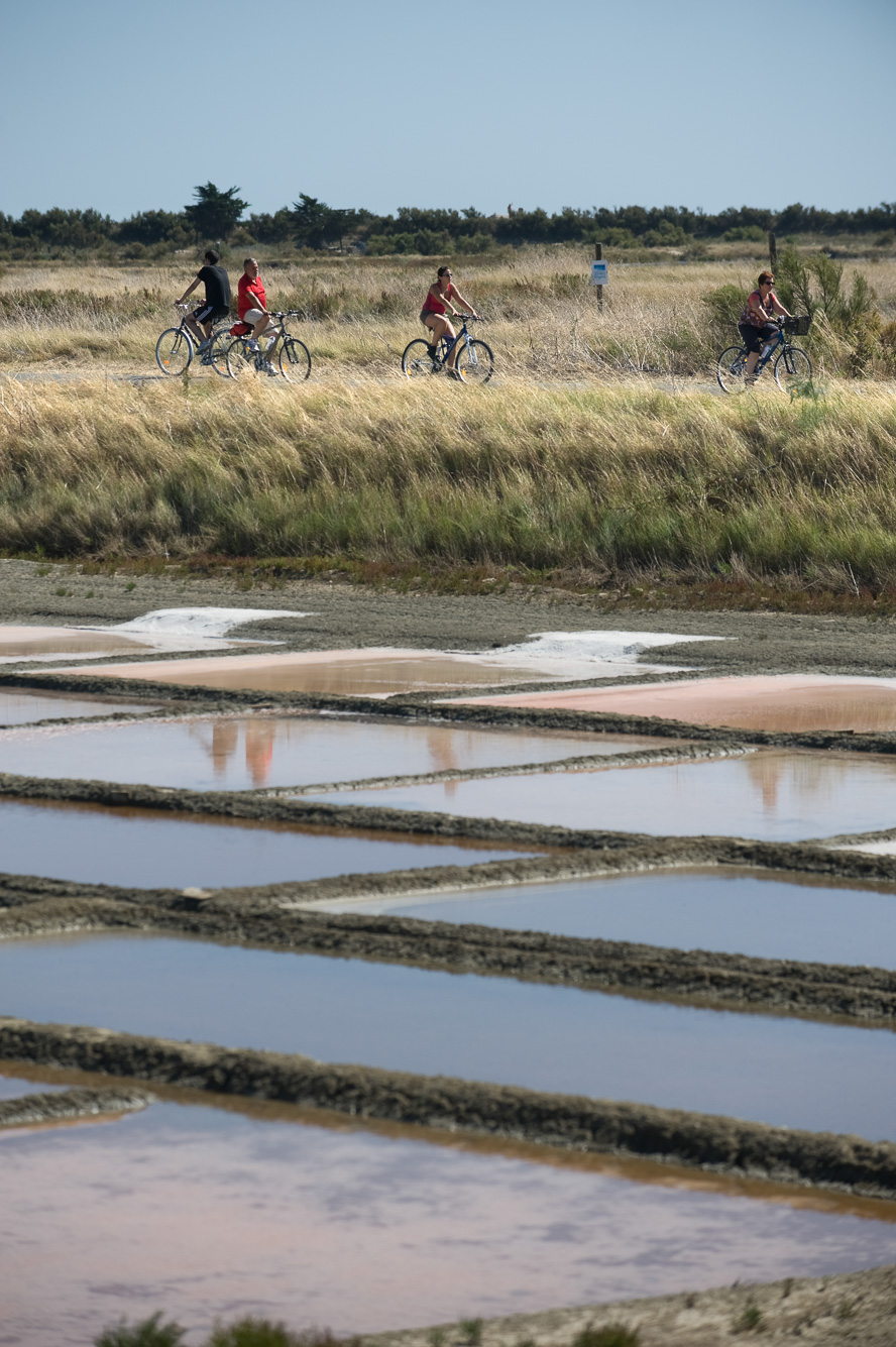 Presqu'île de Loix. Récolte du sel dans les marais salants.