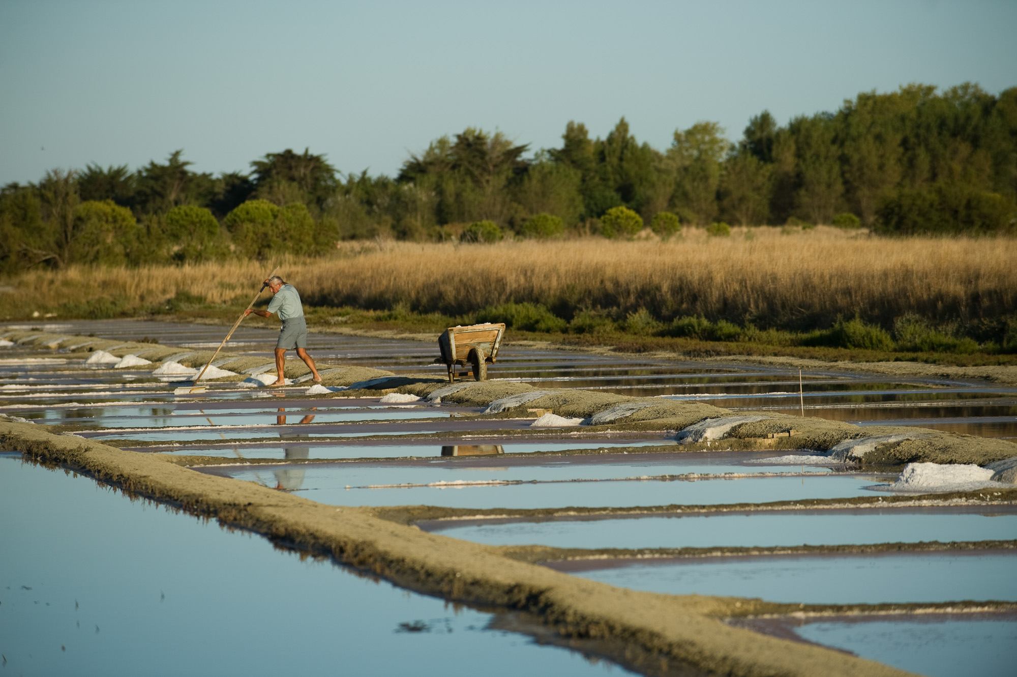 Presqu'île de Loix. Récolte du sel dans les marais salants.