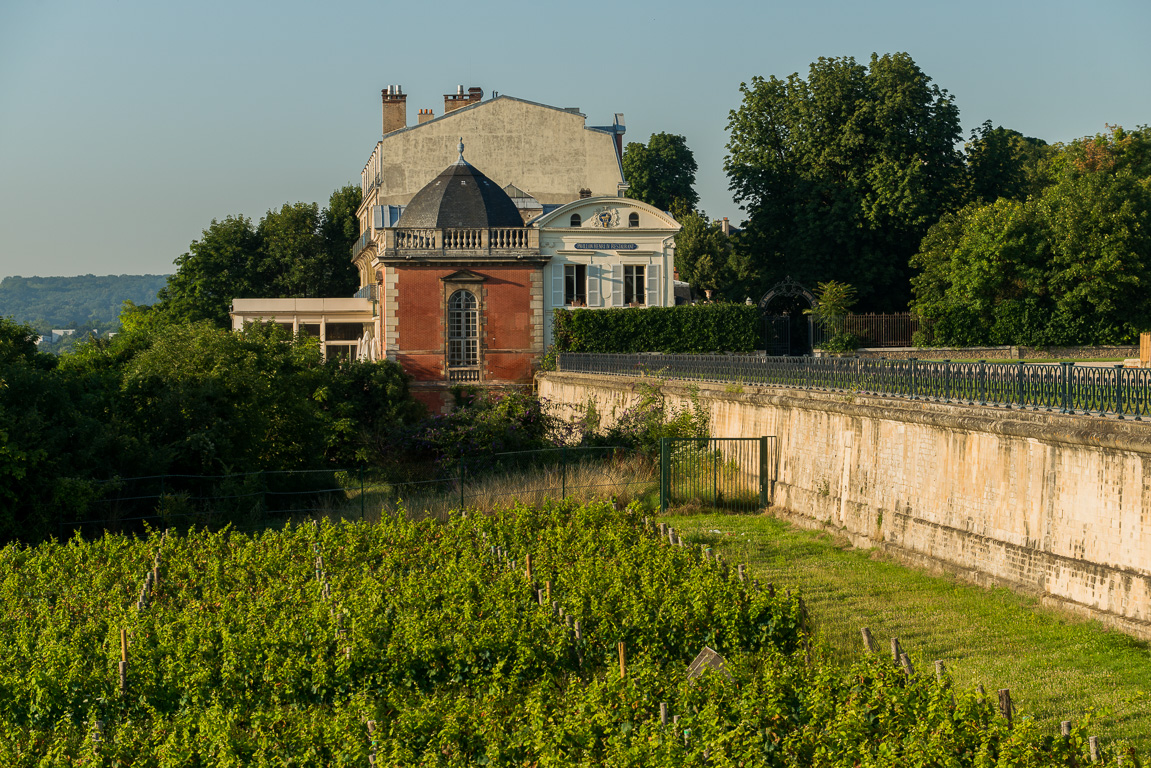 Les vignes au bord de la terrasse.