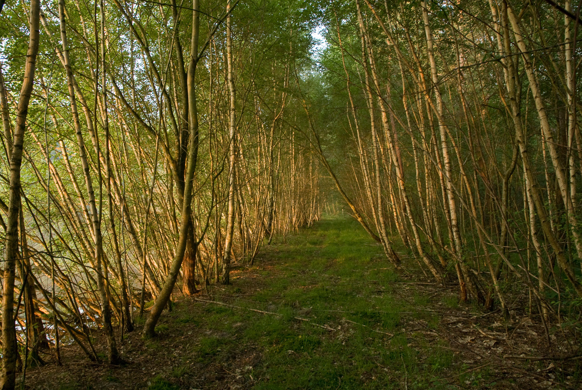 Canal de la Sauldre