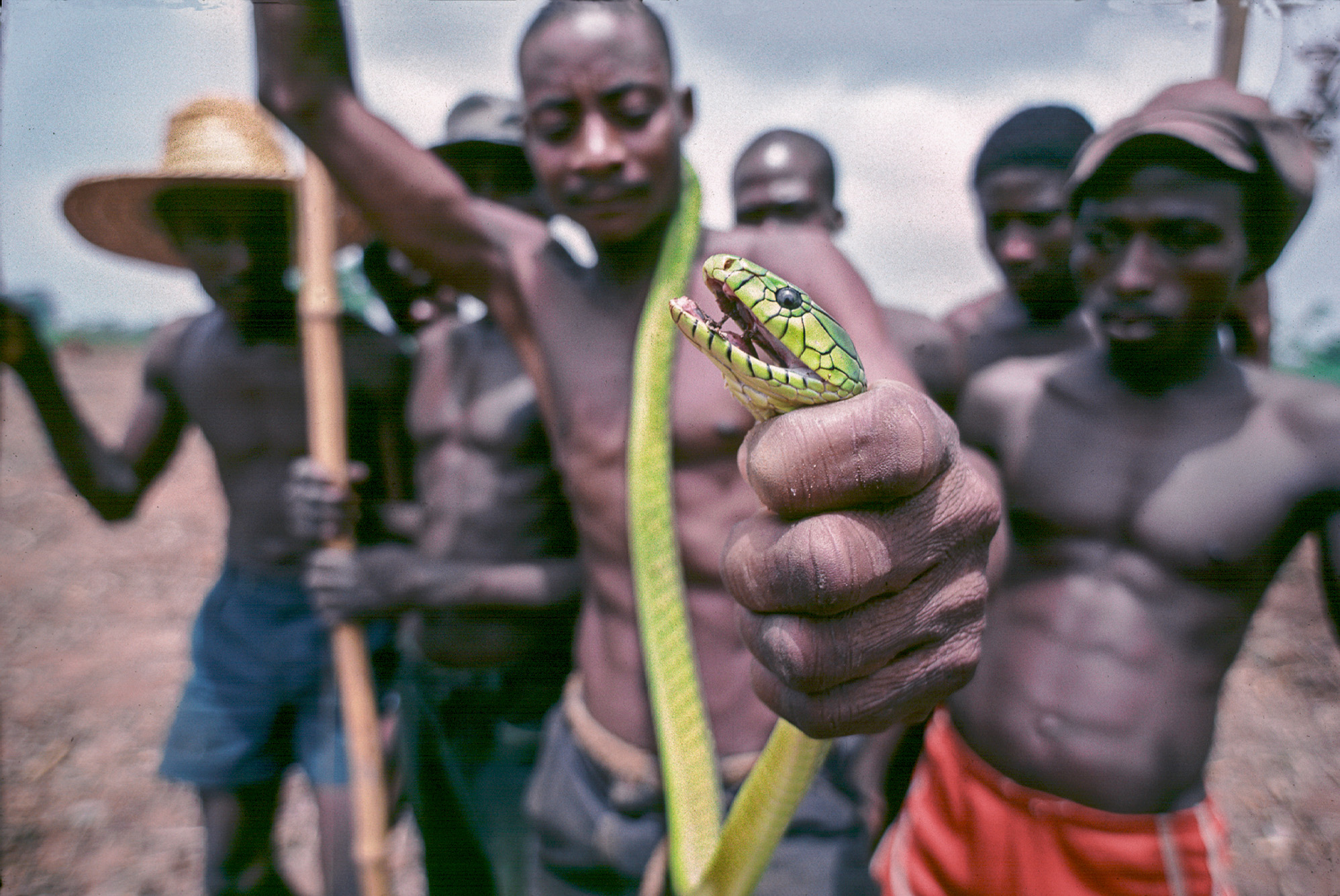 Capture d'un mamba vert.