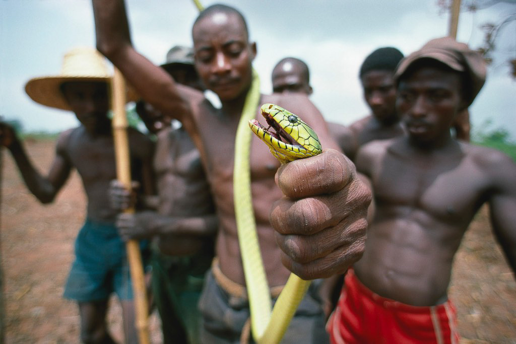 Mamba Vert Capturé Au Togo