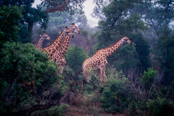 Kruger Park - Girafes