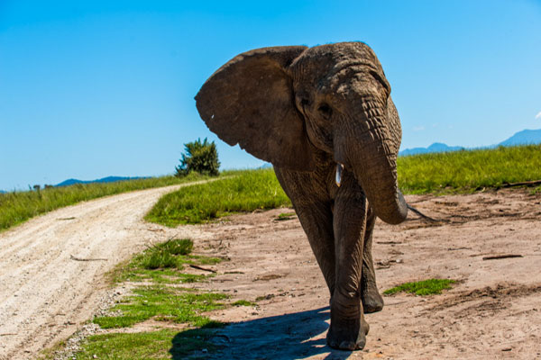 Knysna Elephant Park.