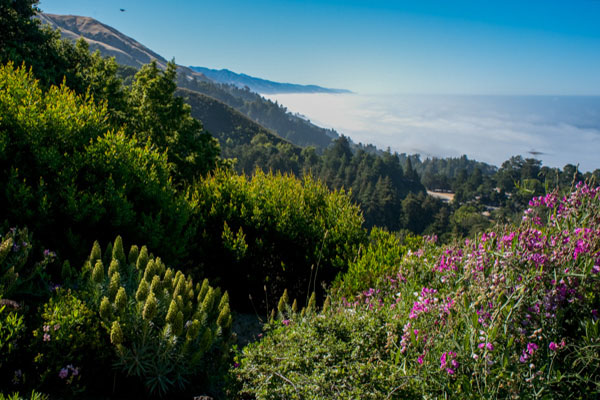 Pfeiffer Big Sur State Park.