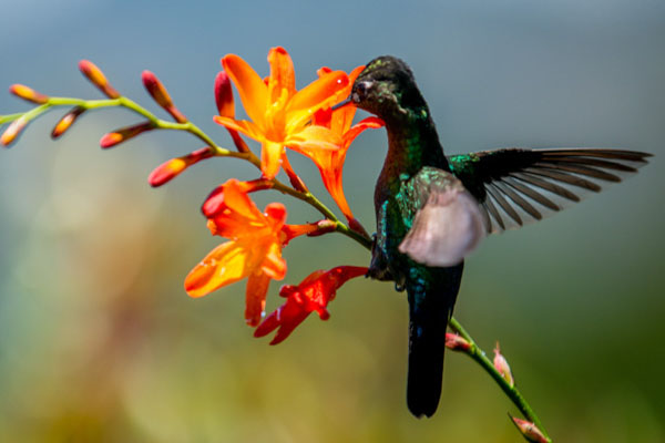 Costa Rica