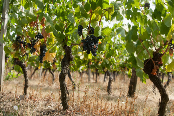 Château Caze. Les Vignes De Cépage Négrette.