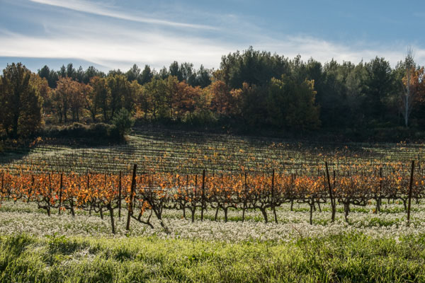 Le Tour Du Village. Vignobles.