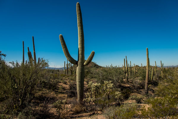 Saguaro National Park