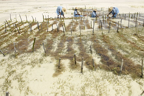 Zanzibar – Les Pêcheuses D’algues