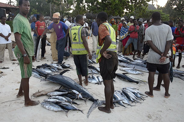 Zanzibar – Criée Aux Poissons