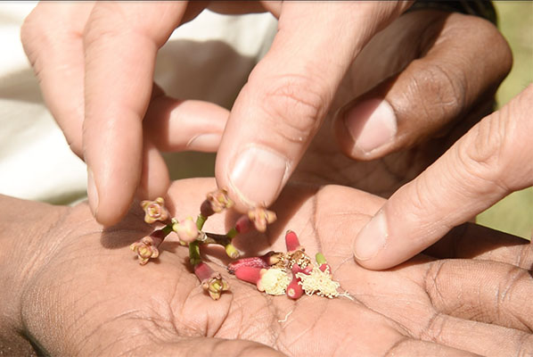 Zanzibar, Le Jardin Des épices