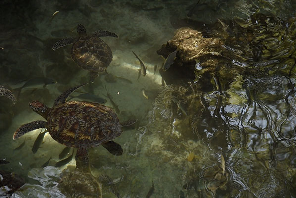 Zanzibar- Le Lagon Aux Tortues