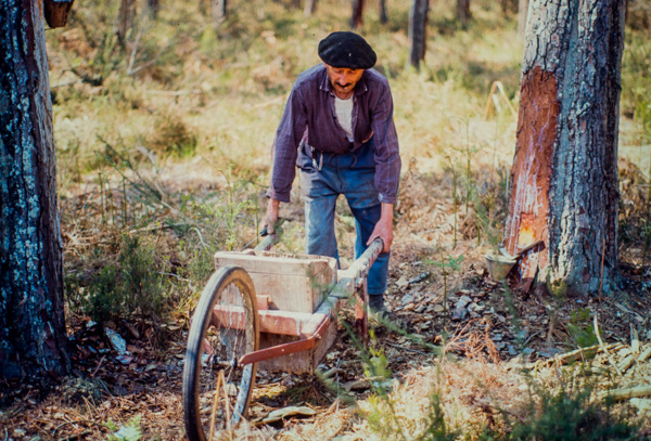 Les Résiniers Des Landes